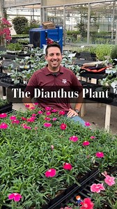 6.6K views · 322 reactions | The most underrated flowering plant goes to the Dianthus.#smithsgardentown #dianthus #annual #perrenial #gardening #landscaping #plants #floweringplant | Smith's Gardentown | Facebook