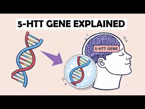 The 5-HTT Gene Explained | Behavioural Genetics & Psychology