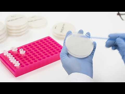 SureTect on QuantStudio 5 Workflow