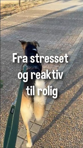 Fra stresset og reaktiv hund til rolig hund #hundetræning