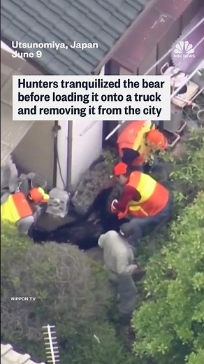 Bear captured after multi-day hunt in Japan
