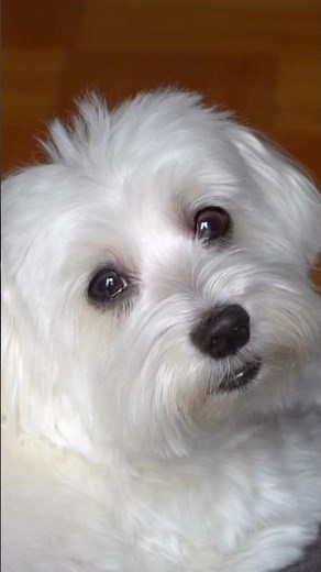 🐶 Maltese – small dogs with a big history