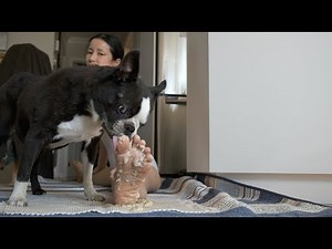 ASMR Dog Licks Arab Sweet of my Feet TEASER; Banana Tahini Cream mash; Tickle Mukbang 舔腳趾細話，甜豬狗狗舔蕉蕉