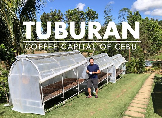 Tuburan Coffee Farm: Seed-to-Cup Experience at Cebu’s Coffee Capital | EAZY Traveler