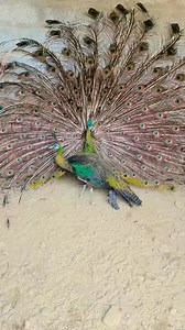 8.1K views · 150 reactions | Green Java Mukhlis Peacock Farm 03451919152 #greenjava #peacock #peacockfeathers #peacocksofinstagram #PeacockVibes #peacockbass #peacockart #birdsofinstagram #birdsong #birds #birdsofprey | Pk Parrots | Facebook