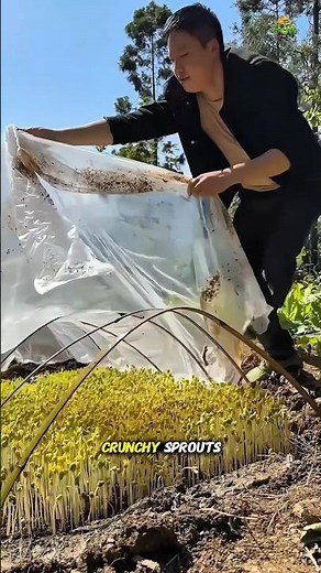 Ancient Way to Grow Soybean Sprouts 🌱