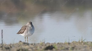 Two wood sandpiper on the beach (Tringa glareola)