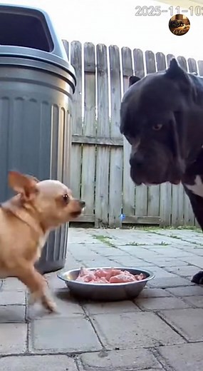 😂 hahaha “© Oy One – AI Original” “Oy One – Do Not Copy” “Oy One – All Rights Reserved” #chihuahua #rottweiler #USAanimals #usreels #animallover #brunoandprincess #funnypets #OpticalIllusionRug #PetComedy #viralpets #PetReactions #princessthechihuahua #PetFamily #CuteAndFunny | Apex Reality