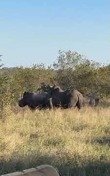 Rhino mating: #wildanimals #wildlife
