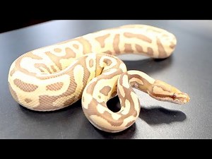 When I saw the price tag for the snake I wanted, it was about 900,000 yen lol [Ball python specia...