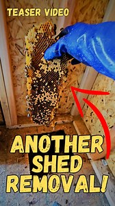 2.8K views · 85 reactions | *Teaser Video* Bees just love these...