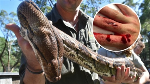 Monster python bites reptile keeper