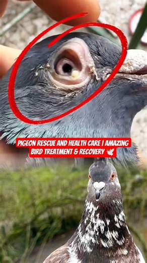 Pigeon Rescue and Health Care | Amazing Bird Treatment & Recovery 🕊️ #pigeon #birdrescue