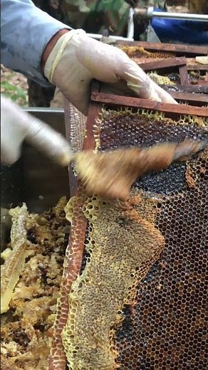 🍯 Fresh Honey Uncapping | Hidden Golden Honey Inside the Comb! 🐝 #shorts