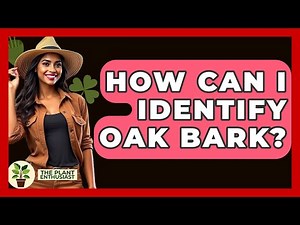 How Can I Identify Oak Bark? - The Plant Enthusiast