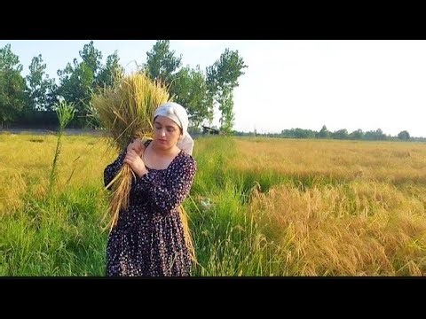 Traditional Organic Rice Harvest in Northern Iran، Traditional Farming Day #villagelife #RiceHarvest