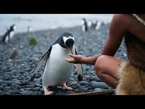 The Evolution of Penguins from Ice Age to Modern World- Life 1 million years ago
