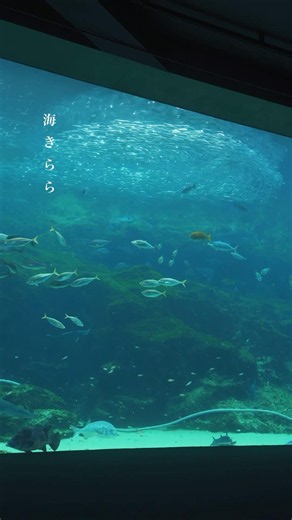 水族館の生き物たち、イワシの群れ、イルカ、クラゲ… #海きらら #水族館