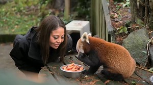 Our new TV series 'Inside Longleat' is having a break this week - we're back next Tuesday 13 May at 8pm. Here's a sneak peek of what's still to come. Watch | Stream on 5 🦁 | Longleat