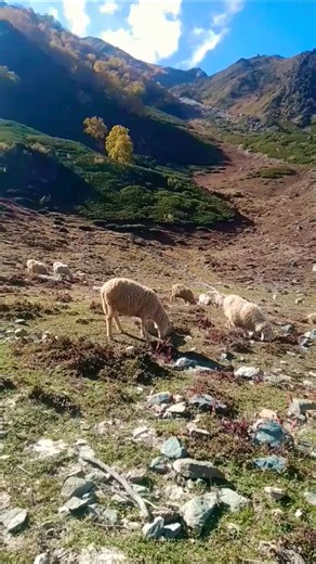 Animals life in mountains 🏔️ #nature #forest #mountains