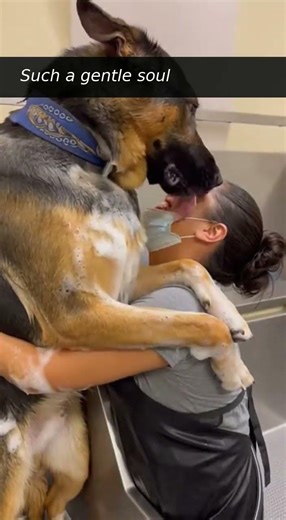 German Shepherd Can’t Stop Hugging His Groomer During Bath 🐶💦