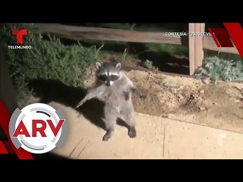 Mapaches fingen ser estatuas y el video se hace viral | Al Rojo Vivo | Telemundo