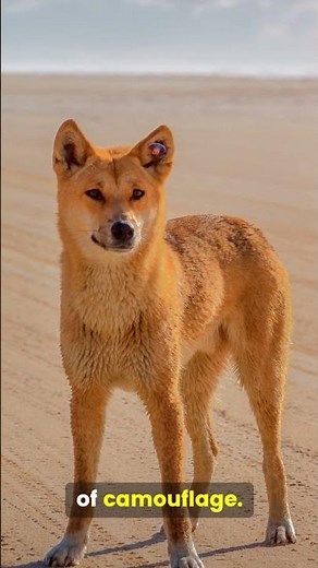Not Just a Dog: Meet the Dingo! 🇦🇺🔥
