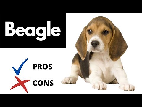 Beagle Pros And Cons (SHOCKING)
