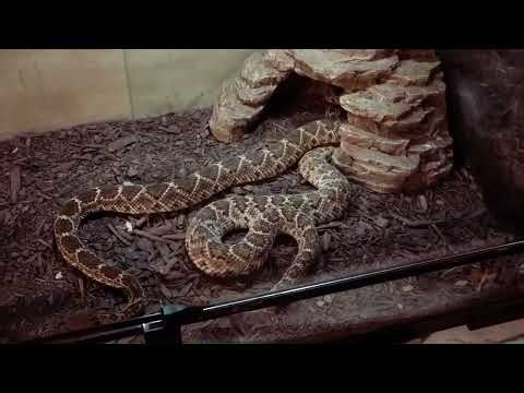 Rattlesnake (Live feeding) Part 1