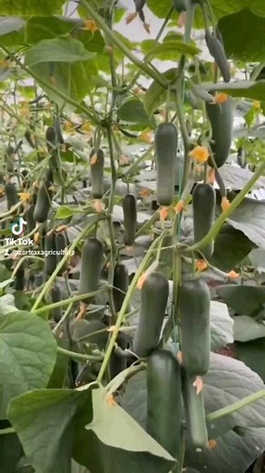 1.9K reactions · 147 shares | Cucumber 勒勒勒 greenhouse farming | Zortrax Agriculture Corporation | Facebook