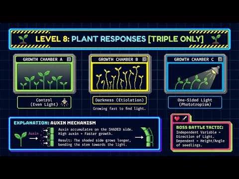 GCSE Biology Required Practical 8 | Investigating Plant Growth Responses (AQA)