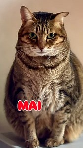 内気なマイ 私はいつでも、あなたの味方 ひいきしてます。 #ニャンコ #マイ #生地ネコ #猫 | Mie Narimatsu