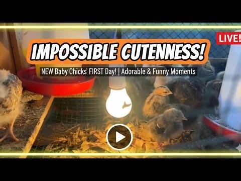 DIY Chick Brooder Setup Using Simple Materials