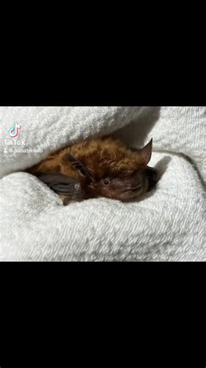 Remember Bea Arthur the big brown bat from two years ago? She had been found roosting in a fence for three days. On the last day she was roosting in a torrential downpour. When she arrived we quickly noticed she was suffering from head trauma. She had delayed responses to stimuli including food and a difficult time roosting. During her recovery she sought comfort with Betty White. We noticed over a long period of time that she started roosting normal. We decided to fly condition her and she was 