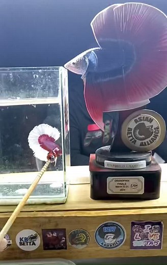 The Champ BettaFish - Quality Winner Halfmoons PatternFish