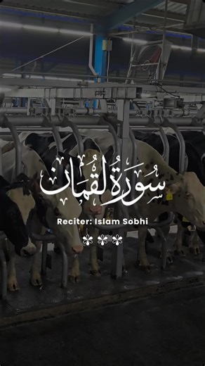 #Dairy #Milking #riverlinedairy #Australia #Holstein