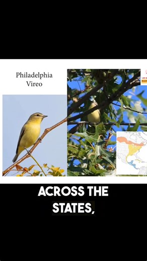Follow the journey of the Philadelphia Vireo’s migration—from breeding grounds to winter havens, uncovering the incredible distances this small songbird travels each year. Watch the full video now on my YouTube channel! #PhiladelphiaVireo #BirdMigration #BackyardBirdCenter #MarksBackyardBirds | Backyard Bird Center | Facebook
