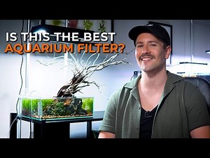 The Best Type of Aquarium Filter and Why It's the External Canister