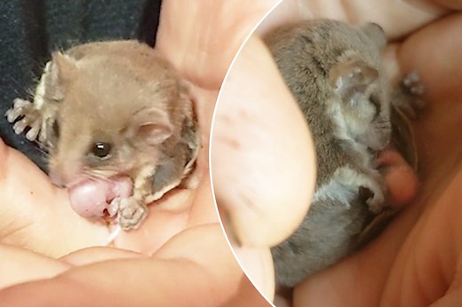 Flying mouse gives birth in the palm of a hand