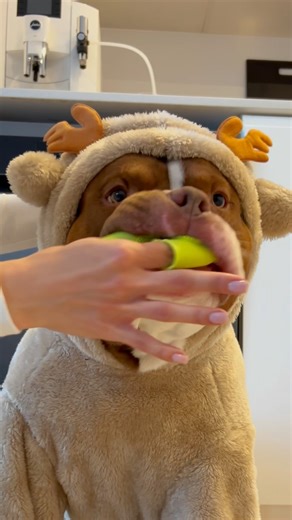 1.4M views · 106K reactions | Evening routine ✨ #americanbully #asmr #dogroutine #dogcare | Chocodogger | Facebook