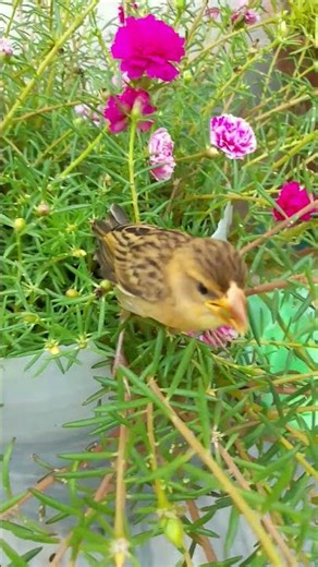 Morning vibes with birds chirping 🐦🎶✨