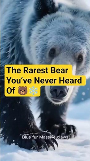 The Glacier Bear: The Rarest Bear You’ve Never Heard Of 🐻❄️