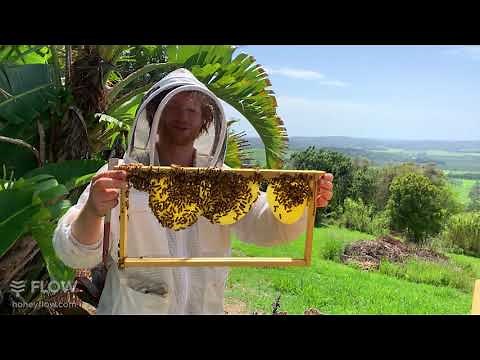 Launching - TheBeekeeper.org - online beginner beekeeping course 🐝👀