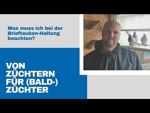 Von Züchtern für (Bald-) Züchten: Was muss ich bei der Brieftaubenhaltung beachten?