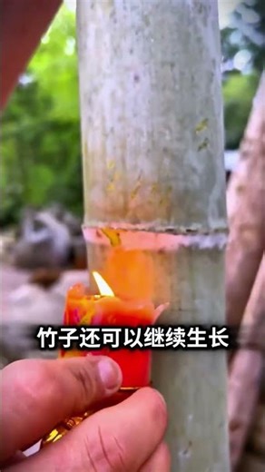 Top 5 Bamboo Pesticide Spraying Secrets Exposed