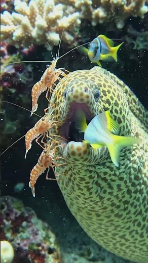 🐍🌊 POV: Inside a Giant Moray Eel's Secret Reef Cave! 😱📹 #reefscience #reefday #reeflife