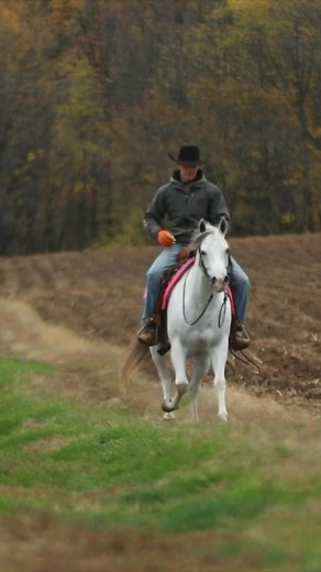 Finley• Available at Dixie Horse Auction this weekend!! | North wind farm