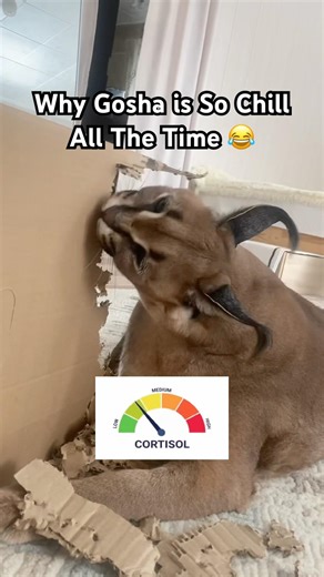 The Secret why this Cat so chill all the time 😂 #cats #catmemes #funnycats #edit