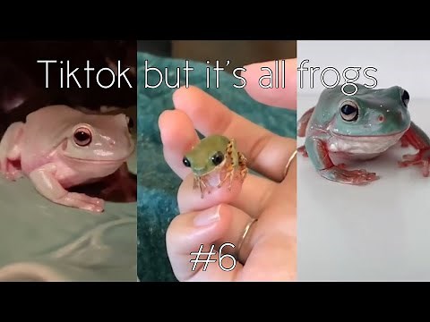 Tiktok but it’s all frogs #6