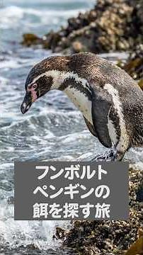 餌が消えたら895km移動！？フンボルトペンギンの特異な生存戦略 #雑学 #動物 #豆知識 #ペンギン #フンボルトペンギン